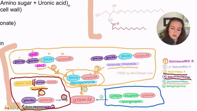 Intro to Lysosomal Storage Diseases atf