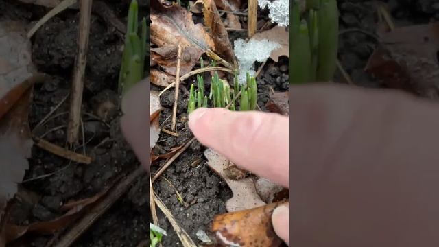 🌺Самые весенние цветочки проснулись в «Аптекарском огороде»🌺