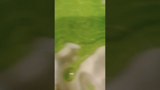 муравьи