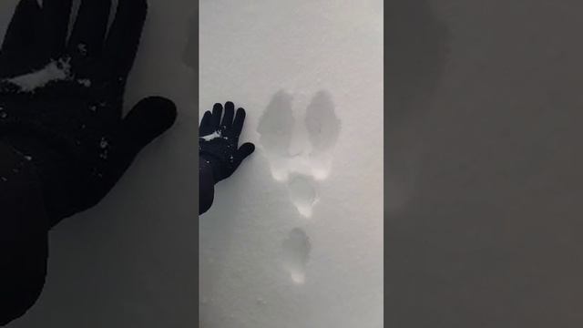 Заячьи следы