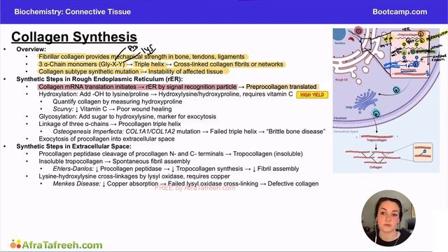 Collagen Synthesis atf