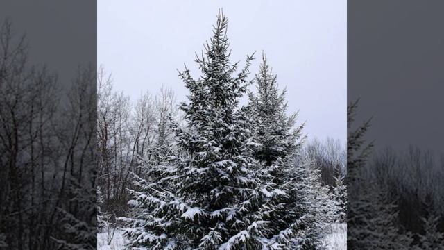 Исполнение Балаган Лимитед (в лесу родилась ёлочка)