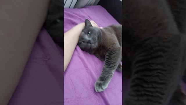 кот кекс