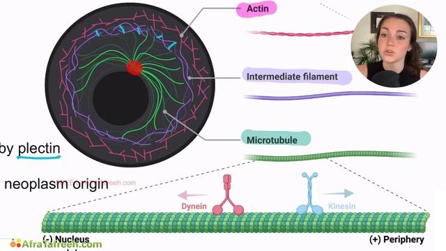 Cytoskeleton atf