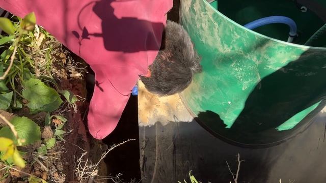 ПОЖАЛЕЛ, что установил СЮДА септик! 5 мест на участке, где ЗАПРЕЩЕНО ставить септик!