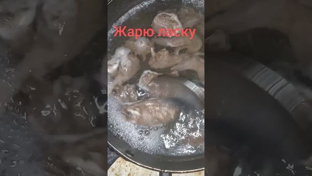 мясо ласки горностай