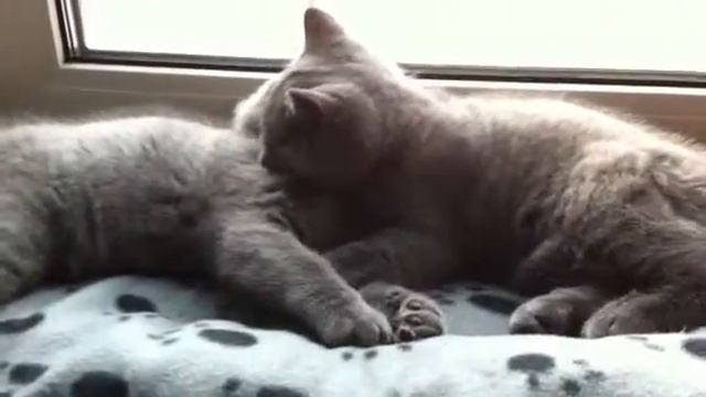 Плюшевые британские котята