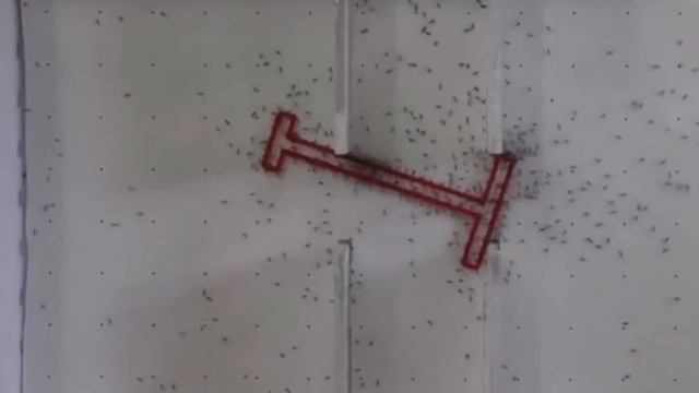 вот что значит команда 🅰️