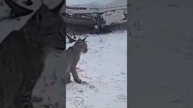 Рысь