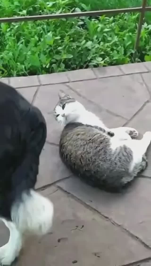 Мух отгоняй!😁