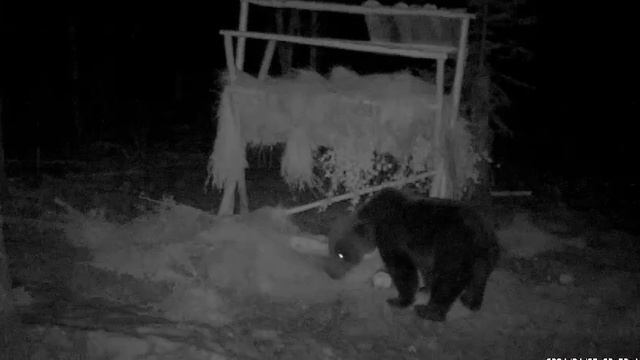 Косолапые хозяева тайги выходят из своих берлог🐻