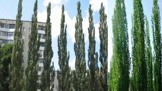Тополёнок