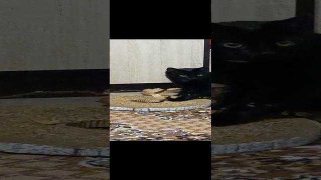 2822.mp4