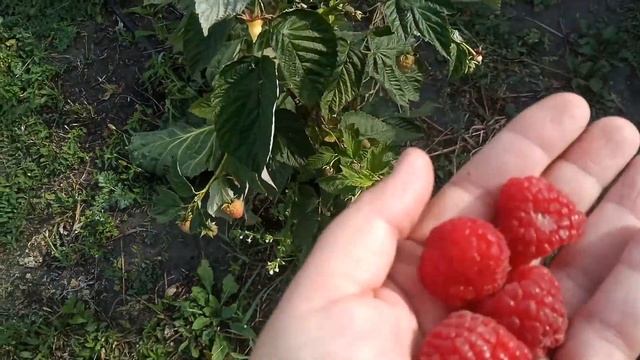 МАЛИНА МАРАВИЛЛА.Первые испытания в средней полосе.