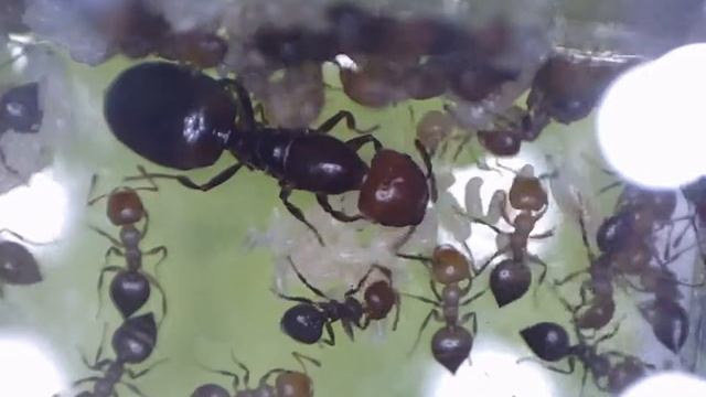 Crematogaster scutellaris