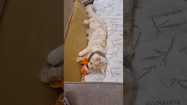 Отнял игрушку и занял кровать