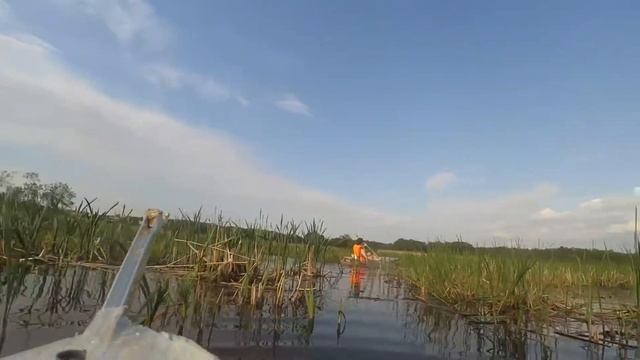 Pirates of the Swamp