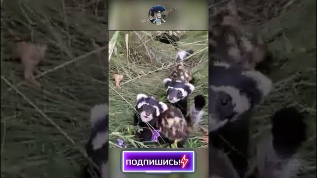 Перевязка или перегузна (лат. Vormela peregusna или marbled polecat)