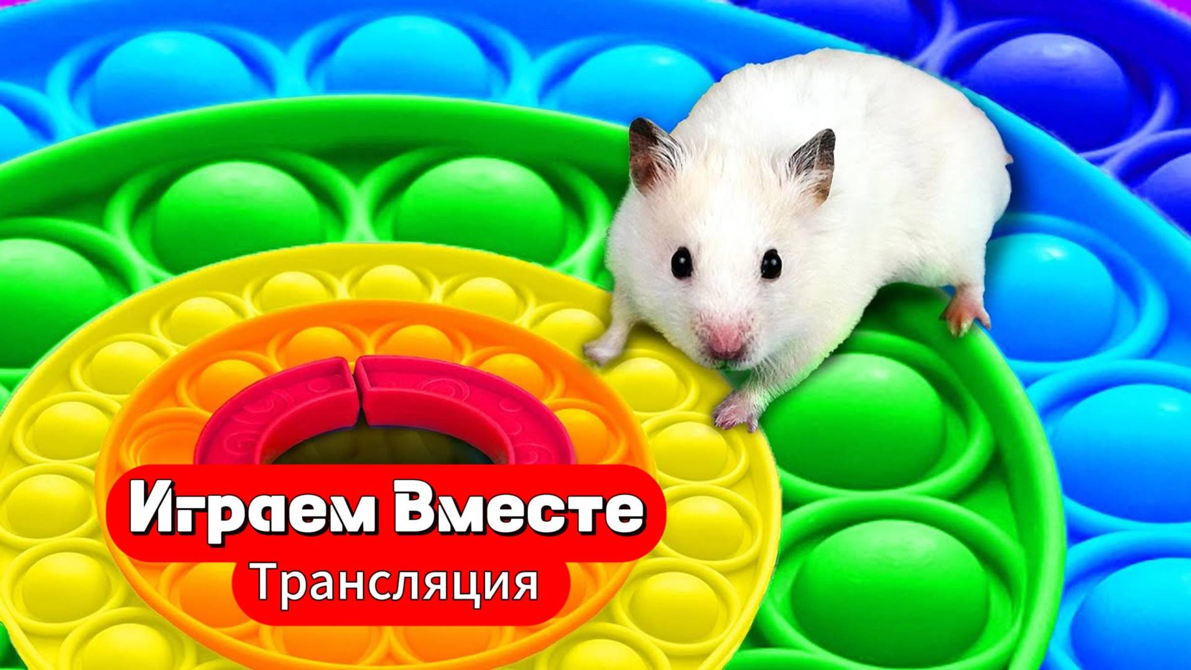 Хомяк выбирается из сложного лабиринта с ловушками 🐹 Трансляция для детей