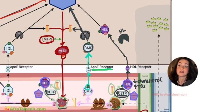 Lipid Transport Peripheral Cholesterol Activity and Summary of Lipid Transport atf