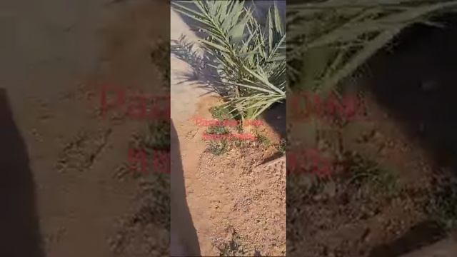 Кошка Марина на рутубе