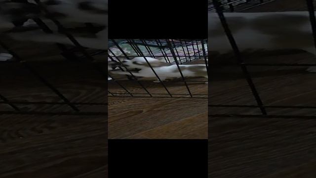 VID_20241222_212011.mp4