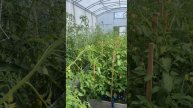 Вот так выросли мои помидоры