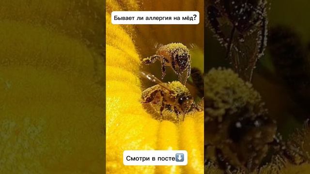 Бывает ли аллергия на мёд?