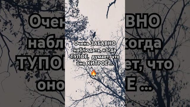 Очень ЗАБАВНО наблюдать, когда ТУПОЕ думает, что оно ХИТРОЕ  #музыка #shorts #забавно #юмор #смех