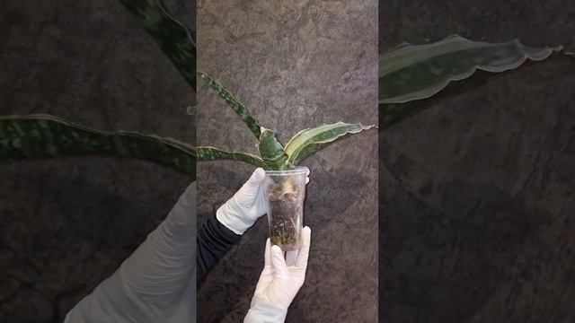 Sansevieria Dragon Green White var., Сансевиерия Зелёный Дракон с белым варом.