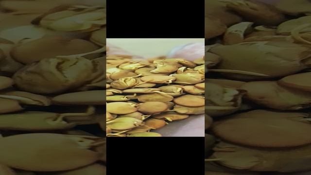 Чечевица зеленая, пророщенная