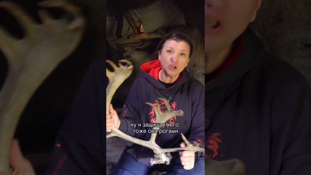 Зачем женщинам рога?