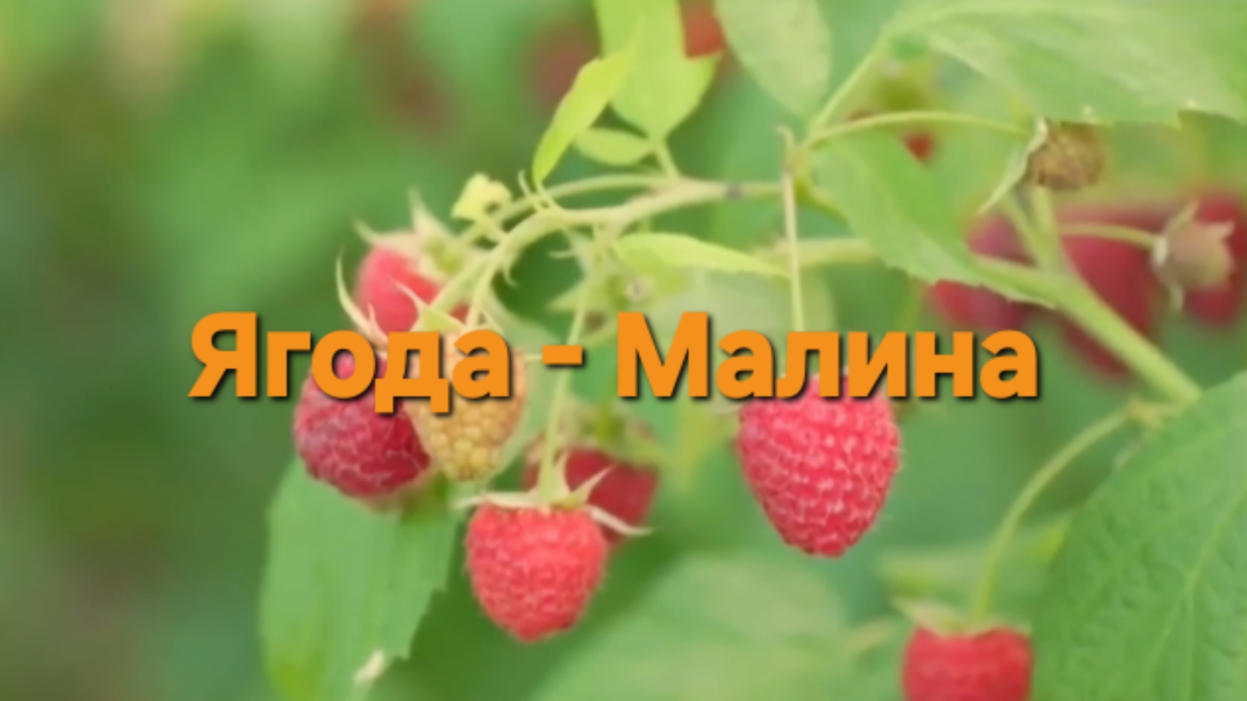 Ягода-малина
