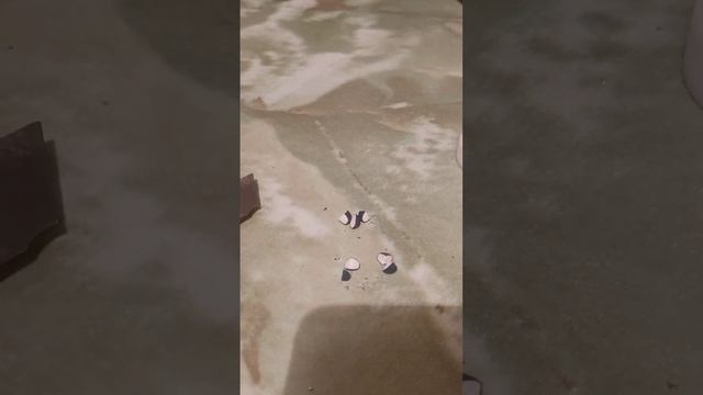 Делаю заготовки из таблеток