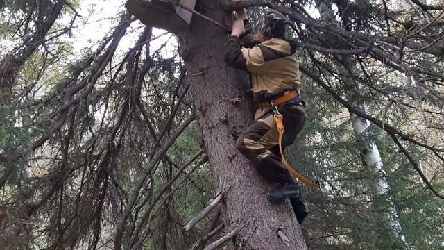 это правильные пчелы