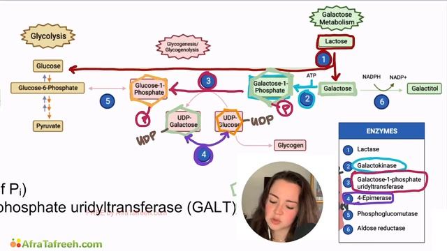 Galactose Metabolism Pathway atf