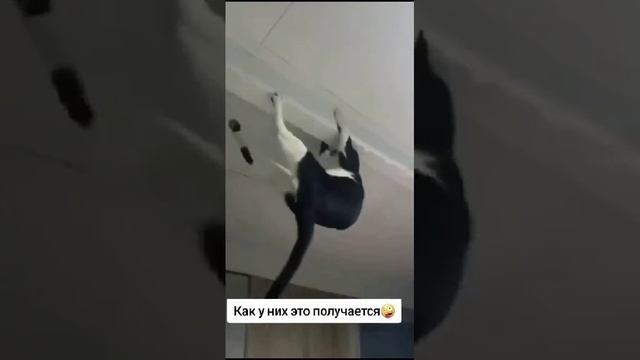 милый котик