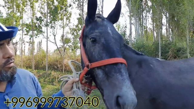 Мына ТОРНАДО 🐎АБАКАН АТТАРЫ ДОНЧАК 🐴ТЕМИР КӨК КЕЛИШКЕН ЖЫЛКЫЛАР