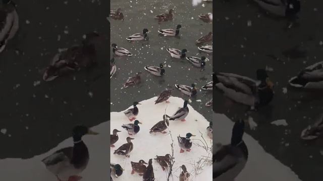 Кокшага. Плотина. Йошкар-Ола