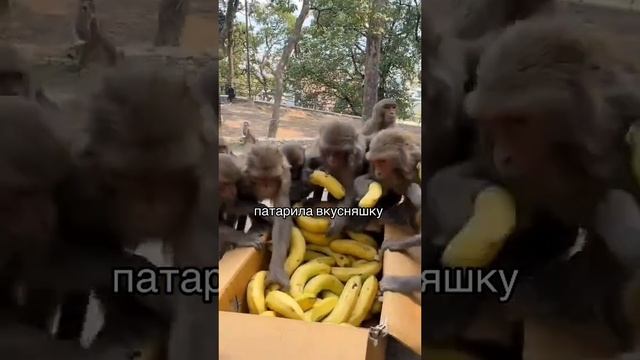 обезьянка