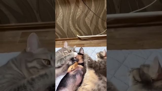 Собакен и две котейки 🥰
