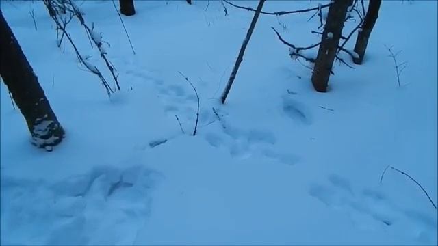 ДЛИННЫЕ НОЧИ РЕКИ ЧУСОВОЙ  Три недели жизни в тайге