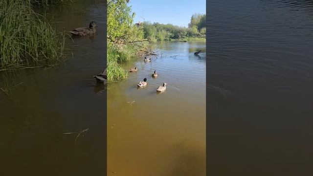 Охота закрылось и вот пожалуйста) #охота #рыбалка #дичь #fishing #природа #прикол #утка #гусь #шалаш