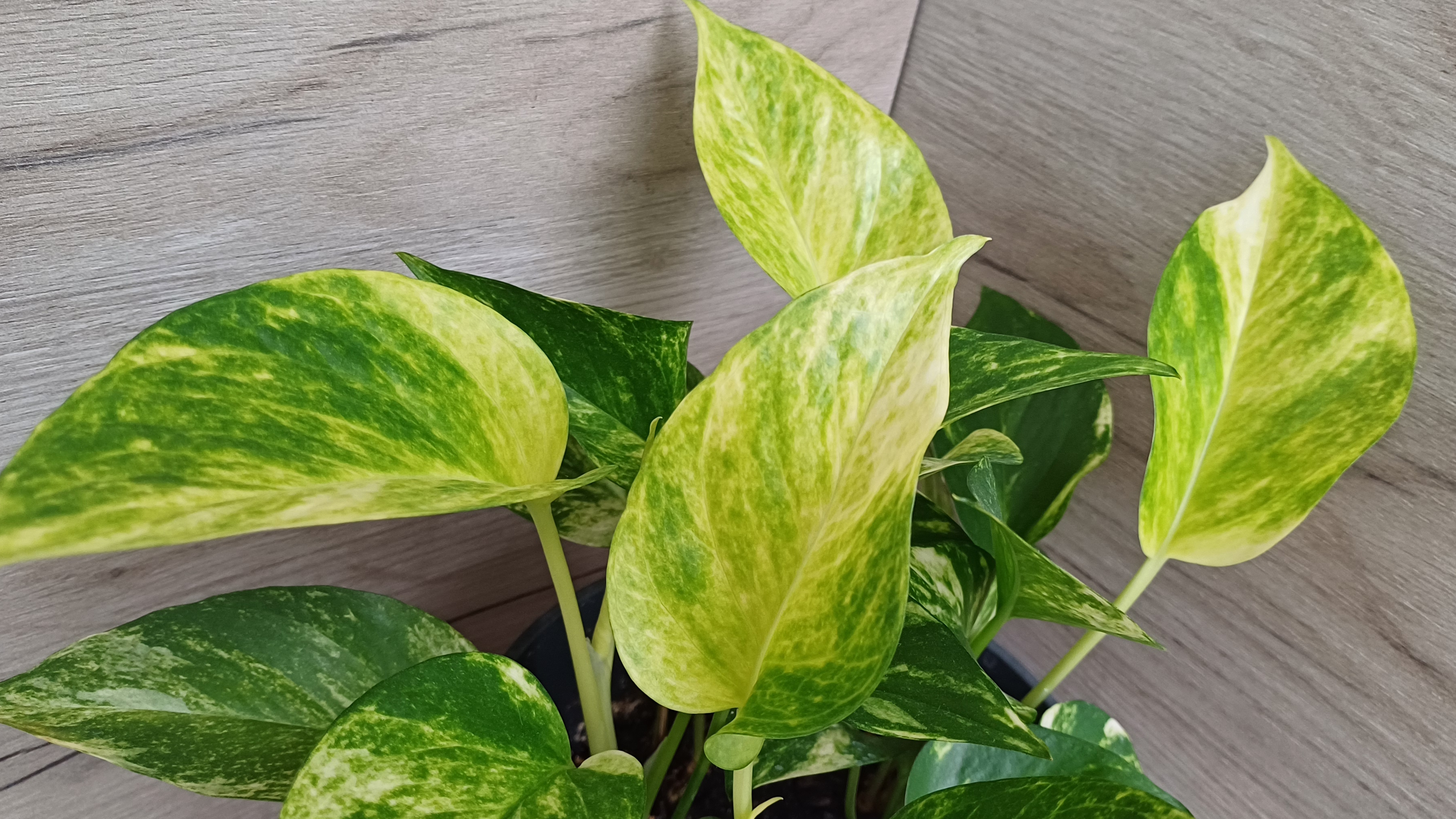 Цветочные новости☘️🌿🍀 Гуляем по полочкам☀️🌺