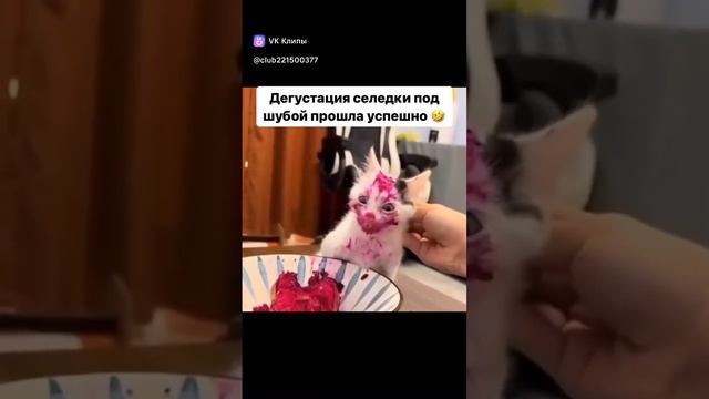 Дигустация селёдки под шубой