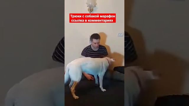 дрессировка собак как дрессировать собаку трюки с собакой #дрессировкасобак #кинолог #овчарка