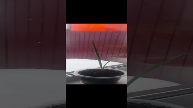 Это просто Хобби сажать лимон цветов