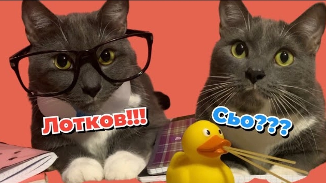 ЕСЛИ БЫ КОТИКИ ХОДИЛИ В ШКОЛУ - ЛОТКОВ СНОВА В ДЕЛЕ @kotiynet