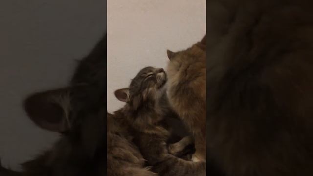 Немного вечерней любви и нежности от серой братии))