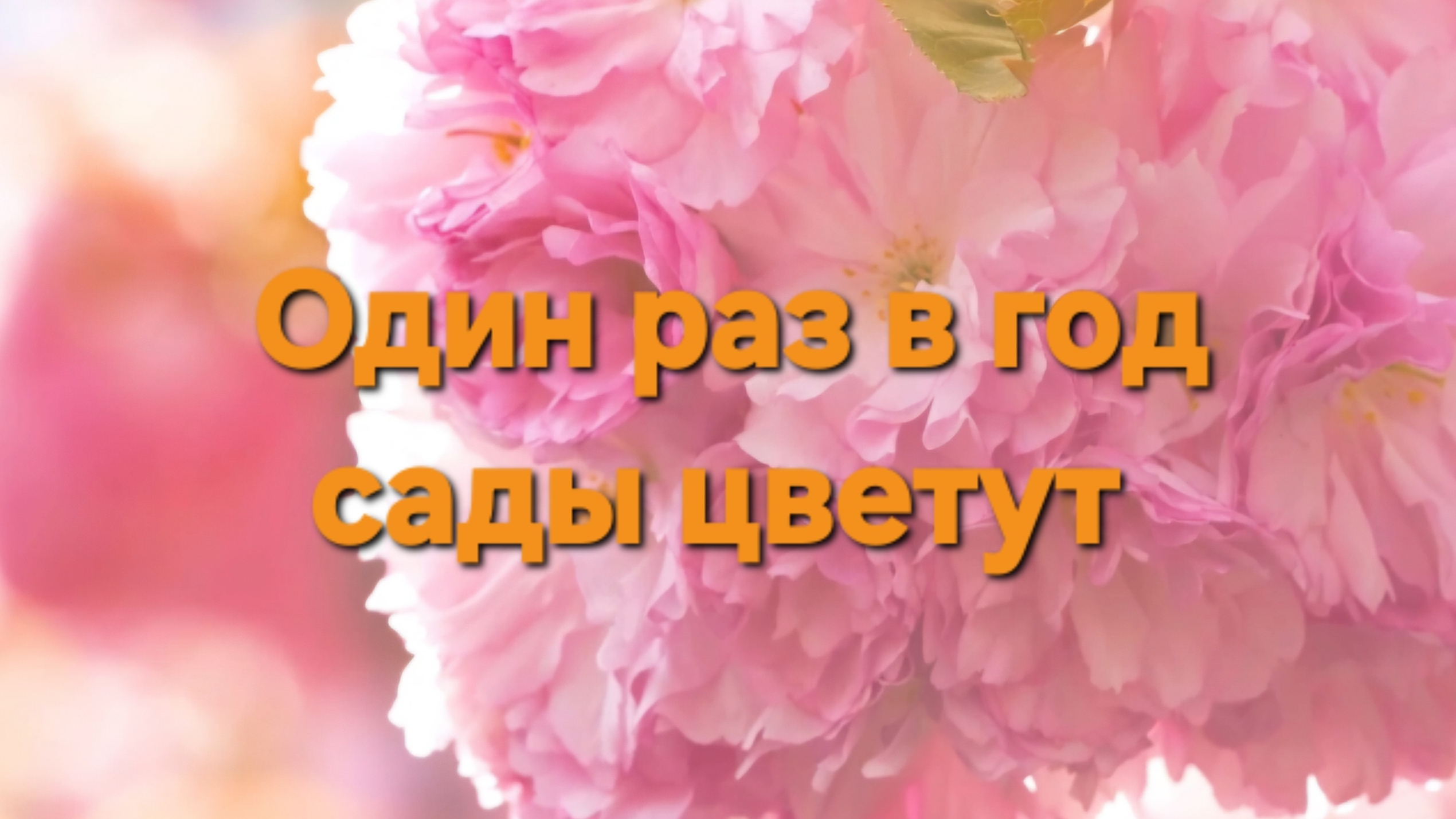 Один раз в год сады цветут